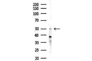 anti-Vasoactive Intestinal Peptide Receptor 2 (VIPR2) (Internal Region) antibody