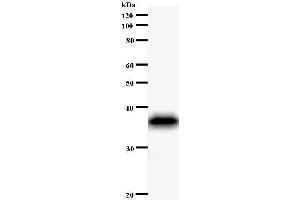 Western Blotting (WB) image for anti-Period Homolog 1 (Drosophila) (PER1) antibody (ABIN931041) (PER1 anticorps)