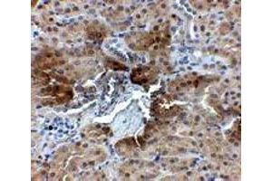Immunohistochemistry of PTER in mouse kidney tissue with PTER polyclonal antibody  at 2. (PTER anticorps  (C-Term))