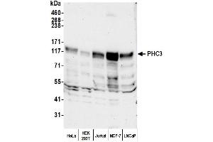 anti-Polyhomeotic Homolog 3 (PHC3) (AA 700-750) antibody