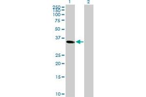 Western Blot analysis of CEBPE expression in transfected 293T cell line by CEBPE MaxPab rabbit polyclonal antibody.
