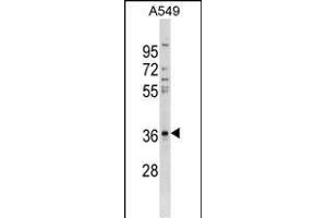 CTGF Antibody (ABIN1536619 and ABIN2843876) western blot analysis in A549 cell line lysates (35 μg/lane). (CTGF anticorps  (AA 166-193))