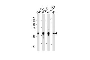 Western blot analysis of lysates from HepG2, NCCIT, mouse NIH/3T3, mouse F9 cell line (from left to right), using Hmga2 Antibody (C-term) (ABIN6243227 and ABIN6577673).