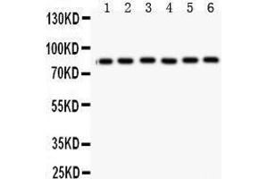 Anti- Mitofusin 1 Picoband antibody, Western blotting All lanes: Anti Mitofusin 1  at 0. (MFN1 anticorps  (N-Term))
