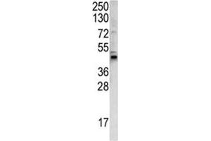 Western blot analysis of WNT4 antibody and 293 lysate.