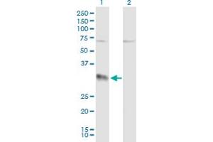 Western Blot analysis of EFNA3 expression in transfected 293T cell line by EFNA3 MaxPab polyclonal antibody. (Ephrin A3 anticorps  (AA 1-238))