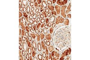 Immunohistochemical analysis of paraffin-embedded human kidney tissue using B performed on the Leica® BOND RXm.