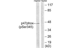 Western blot analysis of extracts from HepG2 cells treated with TNF using p47 phox (Phospho-Ser345) Antibody. (NCF1 anticorps  (pSer345))