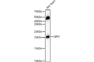 Western blot analysis of extracts of Rat heart, using GPX1 Rabbit mAb (ABIN7267434) at 1:12000 dilution. (Glutathione Peroxidase 1 anticorps)