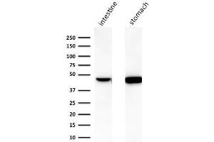 Western Blot Analysis of human A) intestine and B) stomach lysate using Cytokeratin 18 Mouse Monoclonal Antibody (C-04).
