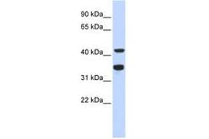 Image no. 1 for anti-Polymerase (DNA Directed), delta 2, Accessory Subunit (POLD2) (AA 143-192) antibody (ABIN6743481) (POLD2 anticorps  (AA 143-192))