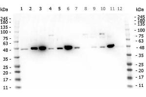 Western Blot of Rabbit anti-MEK1 antibody.