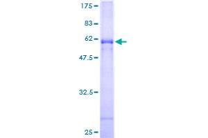 Image no. 1 for C-Type Lectin Domain Family 10, Member A (CLEC10A) (AA 1-316) protein (GST tag) (ABIN1349633)