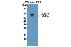 Western Blotting (WB) image for anti-Resistin Like beta (RETNLB) (AA 24-111) antibody (ABIN1870323) (RETNLB anticorps  (AA 24-111))