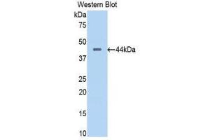 Western Blotting (WB) image for anti-Pancreas Specific Transcription Factor, 1a (PTF1A) (AA 177-328) antibody (ABIN3204962) (PTF1A anticorps  (AA 177-328))
