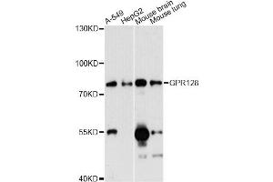 Western blot analysis of extracts of various cell lines, using GPR128 antibody (ABIN6290217) at 1:3000 dilution. (G Protein-Coupled Receptor 128 anticorps)