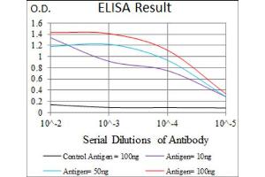 Red: Control Antigen (100ng) ; Purple: Antigen (10ng) ; Green: Antigen (50ng) ; Blue: Antigen (100ng). (MEF2C anticorps  (AA 1-125))