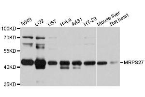 Western blot analysis of extracts of various cell lines, using MRPS27 antibody. (MRPS27 anticorps  (AA 255-414))