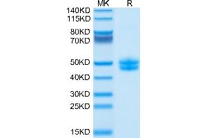 Biotinylated Cynomolgus CD3E&CD3G on Tris-Bis PAGE under reduced conditions.