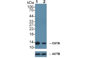 Knockout Varification: ;Lane 1: Wild-type HepG2 cell lysate; ;Lane 2: CSTB knockout HepG2 cell lysate; ;Predicted MW: 11kDa ;Observed MW: 14kDa;Primary Ab: 2µg/ml Rabbit Anti-Human CSTB Antibody;Second Ab: 0.