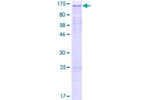 Image no. 1 for RAD21 Homolog (RAD21) (AA 1-631) protein (GST tag) (ABIN1317272)