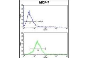 KRT13 Antibody (N-term) (ABIN390662 and ABIN2840957) FC analysis of MCF-7 cells (bottom histogram) compared to a negative control cell (top histogram). (Cytokeratin 13 anticorps  (N-Term))
