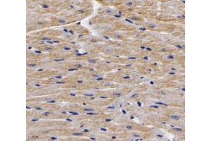Immunohistochemistry analysis of paraffin-embedded mouse heart using,MYBPC3 (ABIN7074729) at dilution of 1: 2000 (MYBPC3 anticorps)