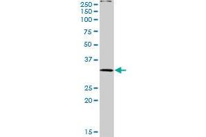 PLSCR3 MaxPab rabbit polyclonal antibody. (PLSCR3 anticorps  (AA 1-295))