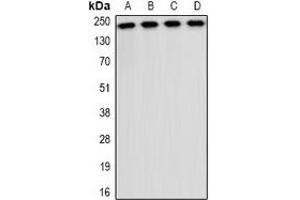 Western blot analysis of CD35 expression in A549 (A), NIH3T3 (B), mouse liver (C), mouse brain (D) whole cell lysates. (CD35 anticorps)