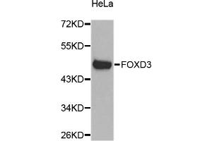 Western blot analysis of extracts of HeLa cells, using FOXD3 antibody. (FOXD3 anticorps)