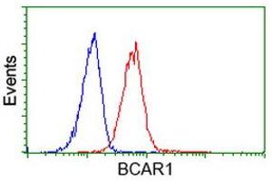 Image no. 6 for anti-Breast Cancer Anti-Estrogen Resistance 1 (BCAR1) antibody (ABIN1496834)