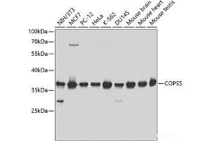 Western blot analysis of extracts of various cell lines using COPS5 Polyclonal Antibody at dilution of 1:1000. (COPS5 anticorps)