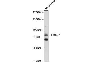 Western blot analysis of extracts of mouse lung, using FBXO42 antibody (ABIN7267092) at 1:1000 dilution. (FBXO42 anticorps  (AA 468-717))
