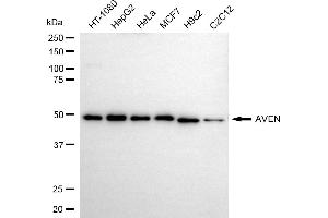 Western blotting analysis using AVEN antibody (ABIN7797633).