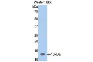 WB of Protein Standard: different control antibodies against Highly purified E.