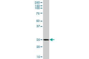 GOSR1 MaxPab polyclonal antibody.