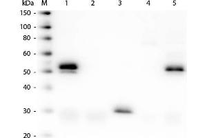 Western Blot of Unconjugated Anti-Rabbit IgG (H&L) (DONKEY) Antibody (Min X Bv Ch Gt GP Ham Hs Hu Ms Rt & Sh Serum Proteins). (Âne anti-Lapin IgG Anticorps (DyLight 680) - Preadsorbed)