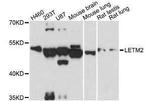 Western blot analysis of extracts of various cell lines, using LETM2 antibody (ABIN6293114) at 1:3000 dilution. (LETM2 anticorps)