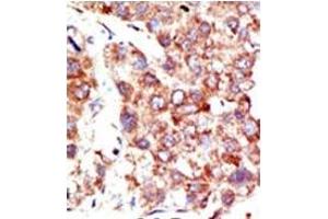 Image no. 1 for anti-Neural Precursor Cell Expressed, Developmentally Down-Regulated 8 (NEDD8) (N-Term) antibody (ABIN356744)