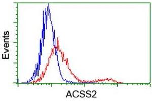 HEK293T cells transfected with either RC204260 overexpress plasmid (Red) or empty vector control plasmid (Blue) were immunostained by anti-ACSS2 antibody (ABIN2455075), and then analyzed by flow cytometry. (ACSS2 anticorps)