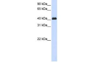 Western Blotting (WB) image for anti-Calcium Activated Nucleotidase 1 (CANT1) antibody (ABIN2459551) (CANT1 anticorps)