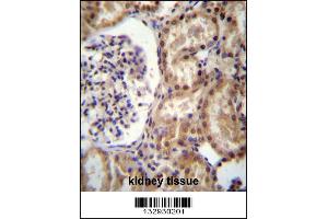 RNF43 Antibody immunohistochemistry analysis in formalin fixed and paraffin embedded human kidney tissue followed by peroxidase conjugation of the secondary antibody and DAB staining. (RNF43 anticorps  (C-Term))