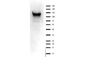 Western Blot of Rabbit anti-ASAP1 antibody.