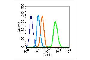 HeLa cells probed with Estrogen Receptor alpha + beta Antibody, unconjugated  at 1:100 dilution for 30 minutes compared to control cells (blue) and isotype control (orange)