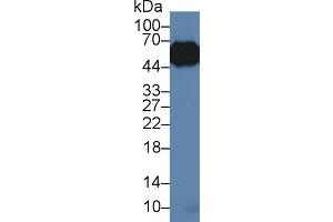 Western Blot; Sample: Porcine Lung lysate; Primary Ab: 3µg/ml Rabbit Anti-Porcine a1AGP Antibody Second Ab: 0.