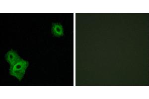 Peptide - +Immunohistochemistry analysis of paraffin-embedded human brain tissue, using AIFM3 antibody. (AIFM3 anticorps)