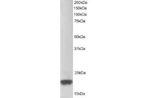 Western Blotting (WB) image for anti-Parkinson Protein 7 (PARK7) (C-Term) antibody (ABIN2466069) (PARK7/DJ1 anticorps  (C-Term))