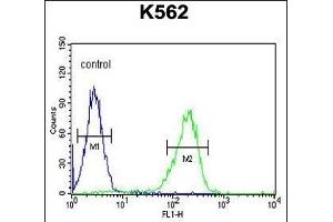 CLIC6 Antibody (Center) (ABIN654431 and ABIN2844167) flow cytometric analysis of K562 cells (right histogram) compared to a negative control cell (left histogram). (CLIC6 anticorps  (AA 539-565))