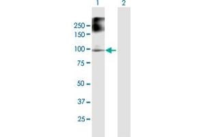 Western Blot analysis of FANCB expression in transfected 293T cell line by FANCB MaxPab polyclonal antibody. (FANCB anticorps  (AA 1-859))