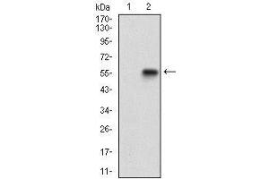 Western blot analysis using GABBR2 mAb against HEK293 (1) and GABBR2 (AA: 319-483)-hIgGFc transfected HEK293 (2) cell lysate. (GABBR2 anticorps  (AA 319-483))